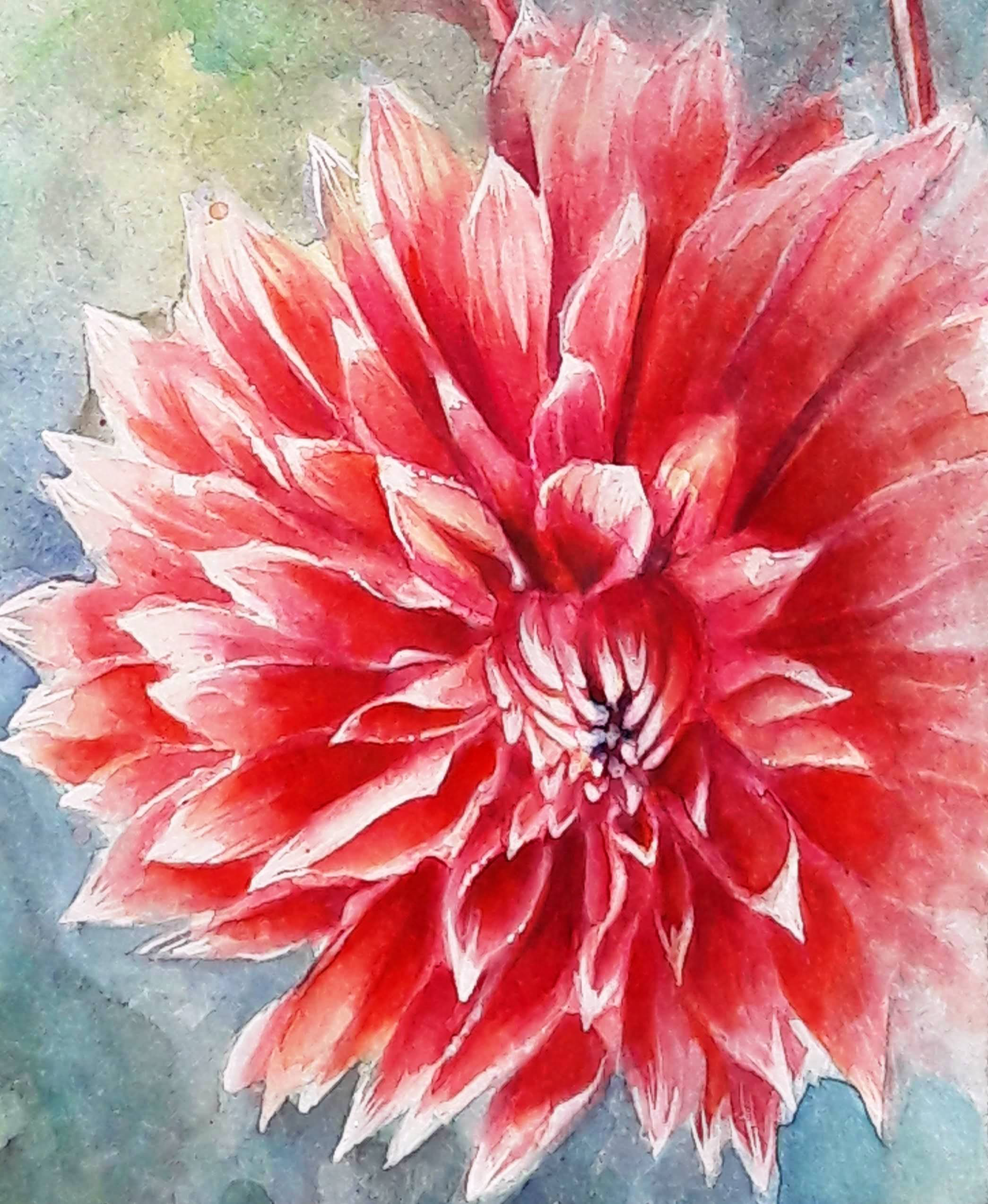 dalia1