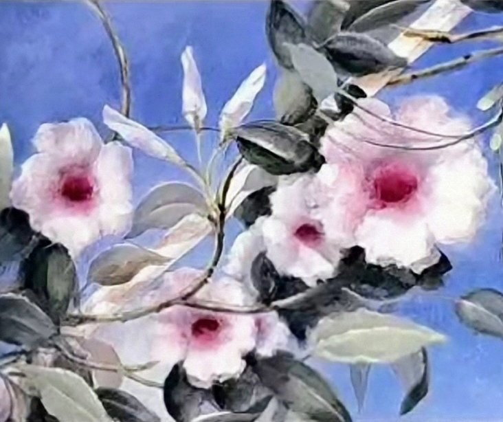 pandorea1